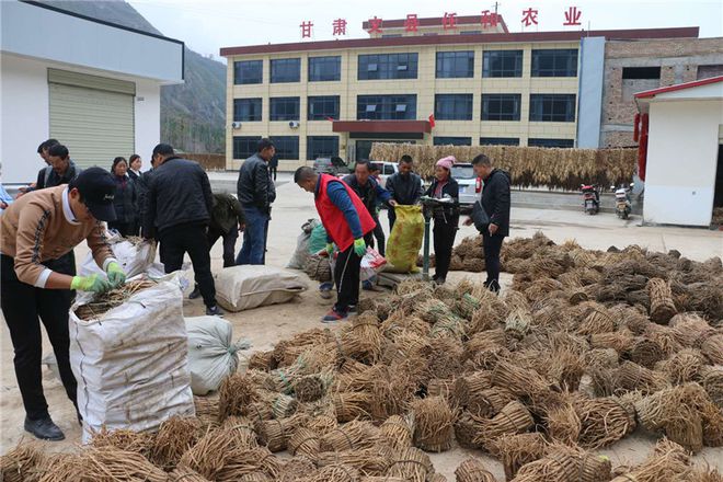 舞產業(yè)龍頭助脫貧攻堅--甘肅文縣任和農副產品發(fā)展剪影