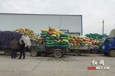 湖南中晚稻托市收購有序進行 未出現(xiàn)&ldquo;賣糧難&rdquo;_其它_網(wǎng)