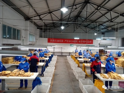 湖北竹山縣煙葉分公司切實做好煙葉收購現場管理